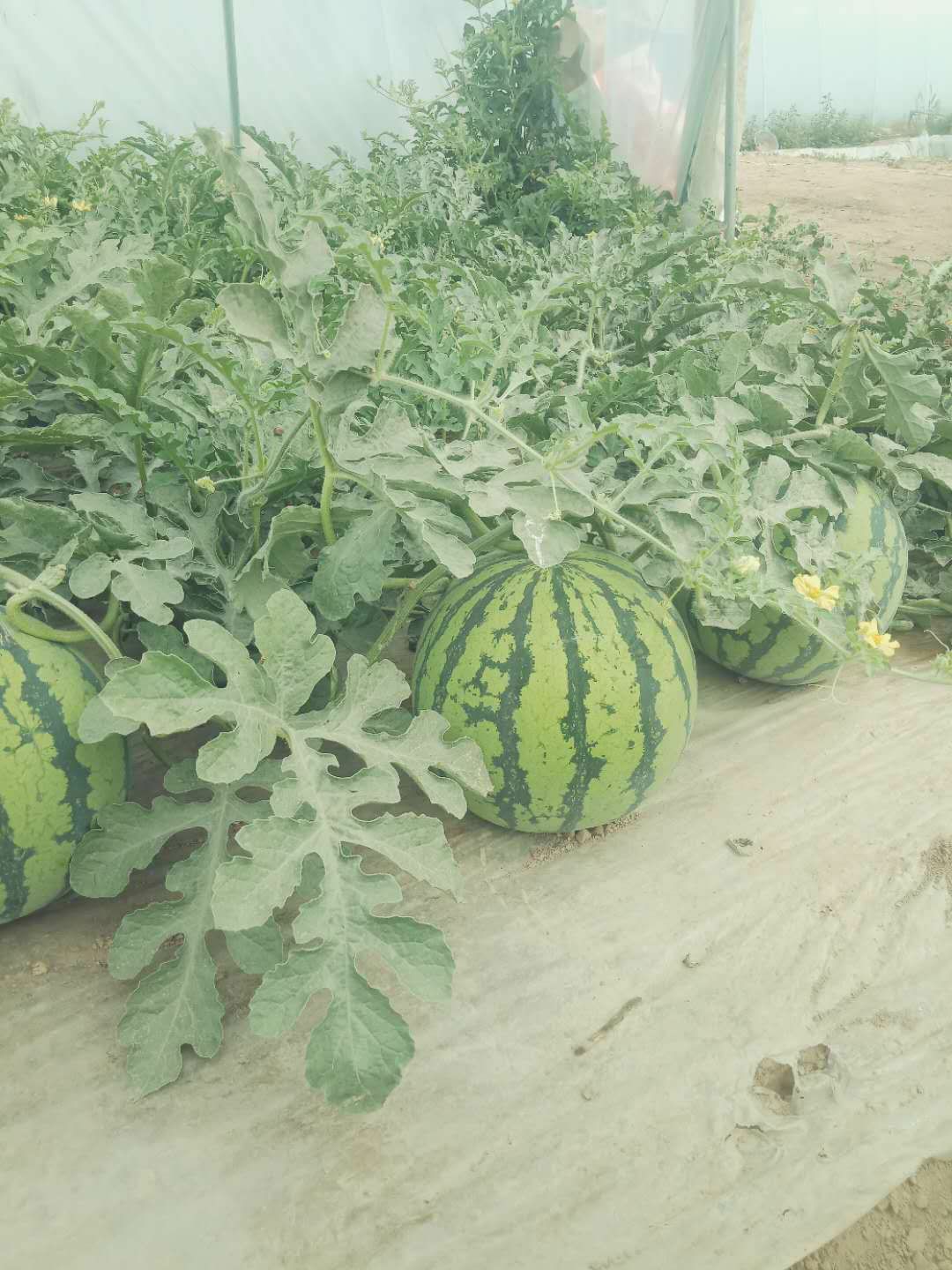 种植西瓜图片(种植西瓜图片怎么画)