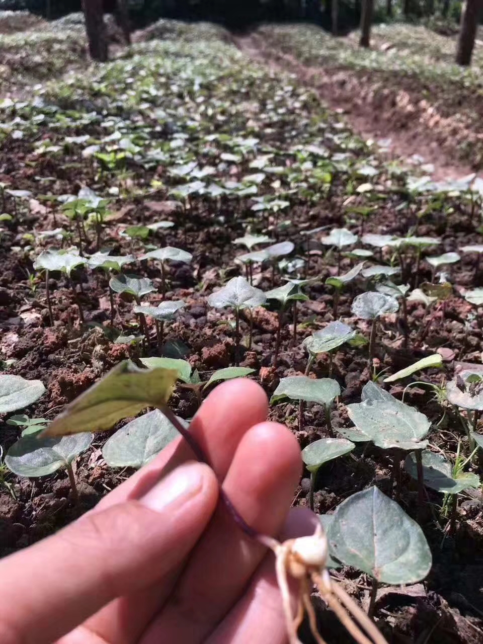 羊粪育苗(羊粪育苗的土和田园田技术)