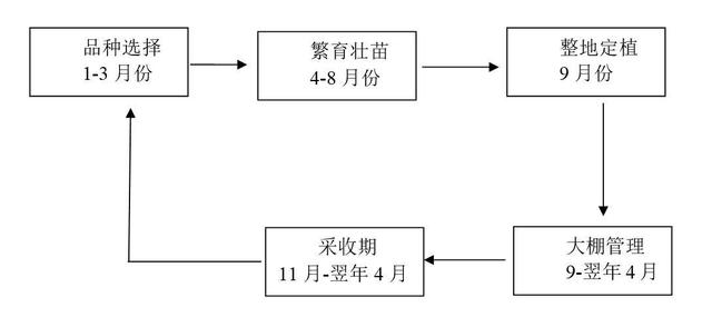 草莓怎么种植和管理(草莓怎么种植和管理方法)