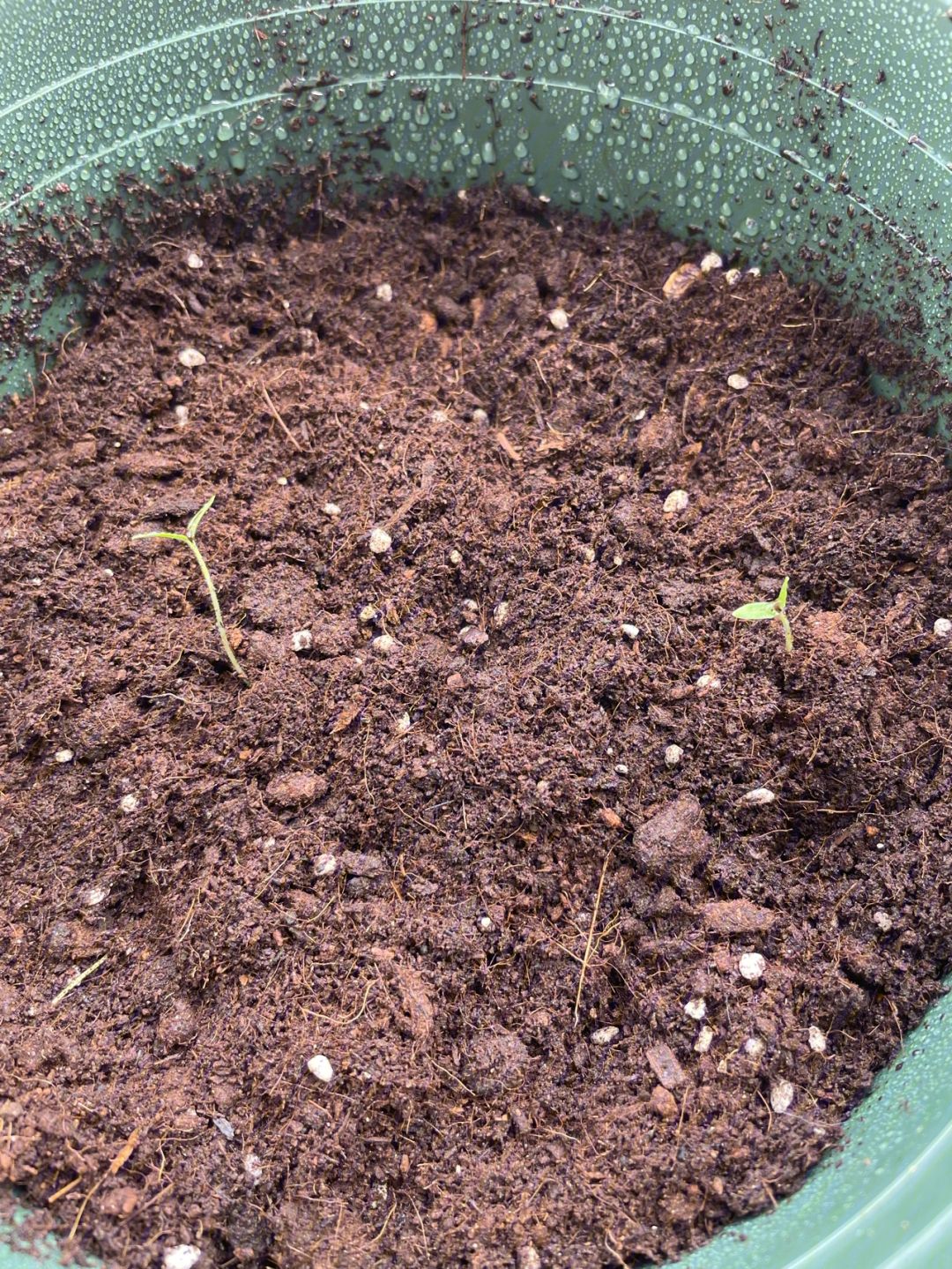 怎样种植小番茄苗(怎样种植小番茄苗视频)