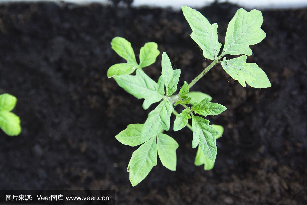 怎样种植小番茄苗(怎样种植小番茄苗视频)