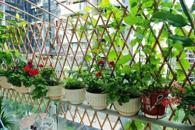 阳光房种植蔬菜(阳光房种菜图片欣赏)