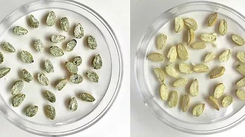 棉花的种子类型(棉花的种子类型有哪些)