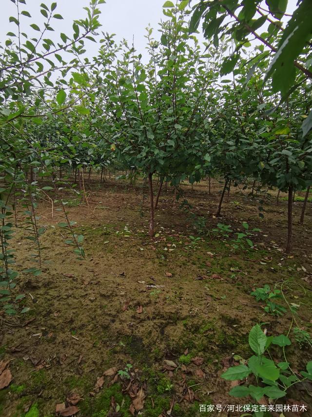 苗圃属于农业还是林业(苗圃属于农业还是林业类)