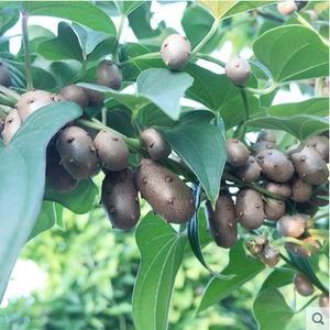 山药豆可以种植山药吗(山药豆可以种植山药吗视频)