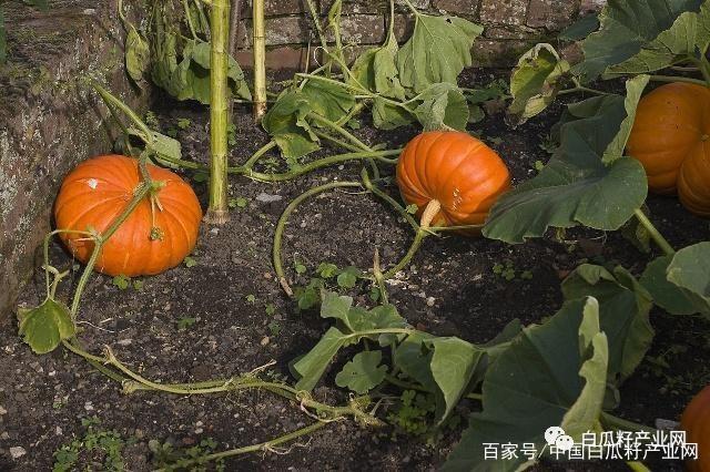 北方种南瓜在什么季节种植(北方种南瓜在什么季节种植好)