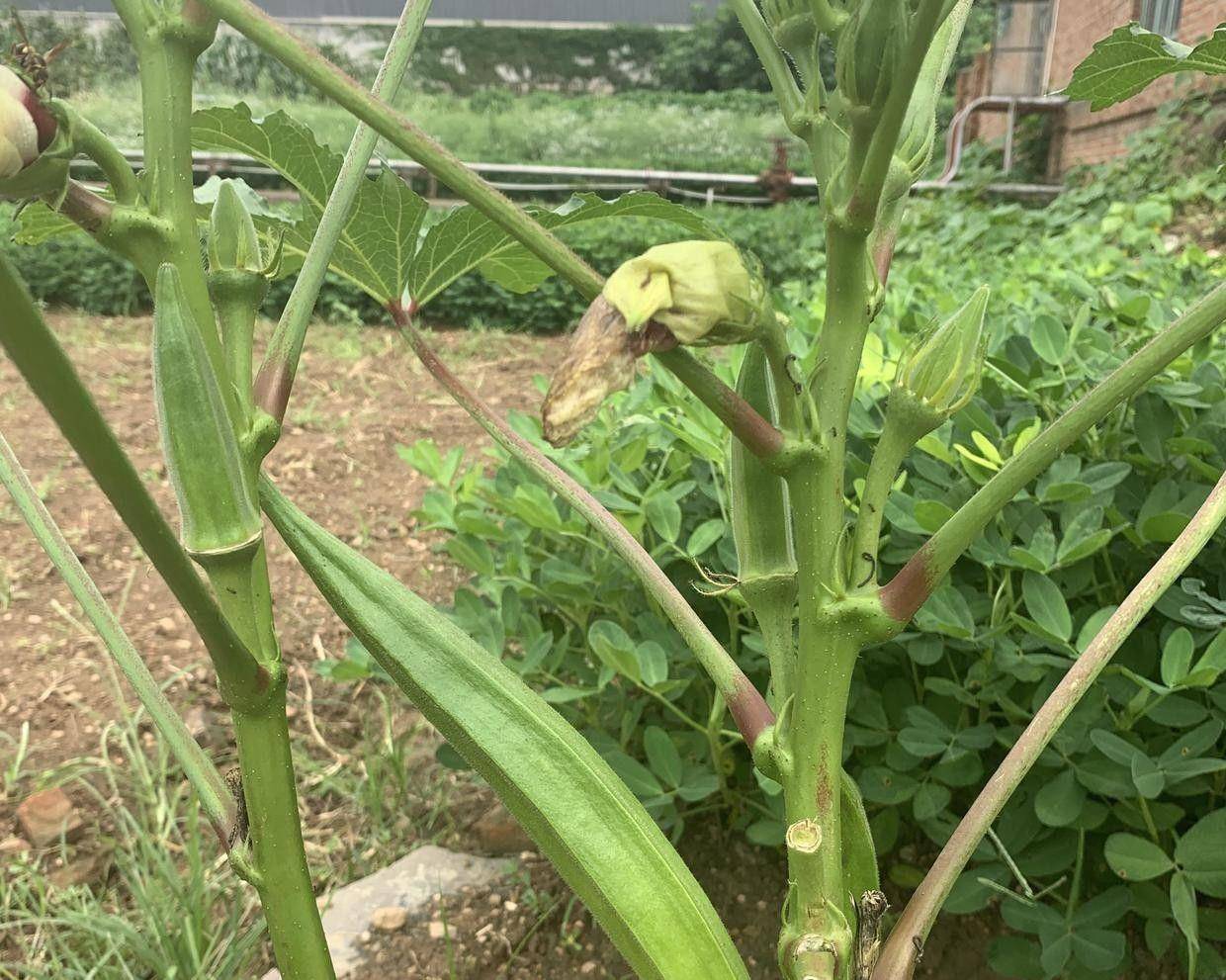 秋葵多远栽一棵(秋葵种植株距多大)