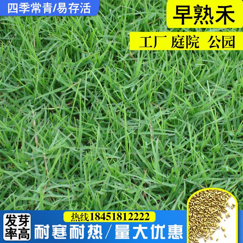 四季草坪种子哪个品种好(一年四季都绿的草坪是什么草)