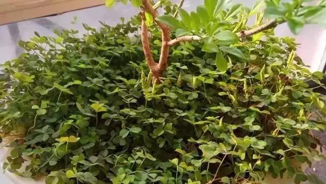 白三叶草主要繁殖方式是什么(白三叶草主要繁殖方式是什么呢)