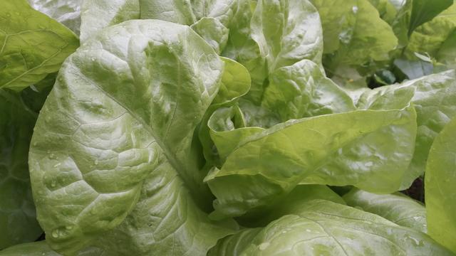 哪种生菜口感好(什么生菜品种好吃)