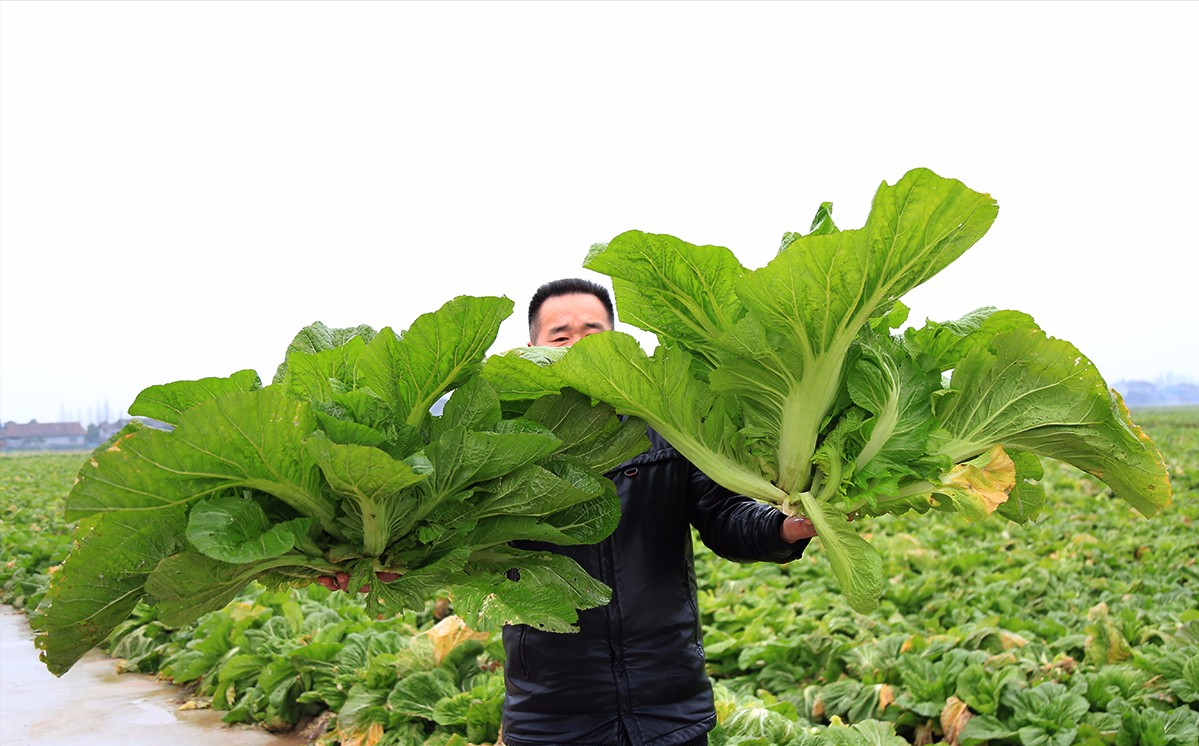 北京芥菜多少钱一斤(芥菜在市场上卖多少钱)