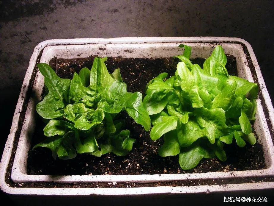 包生菜怎么种(包生菜怎么做好吃又简单窍门)