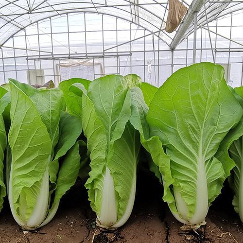 快菜种植方法及施肥(快菜种植方法及施肥时间)