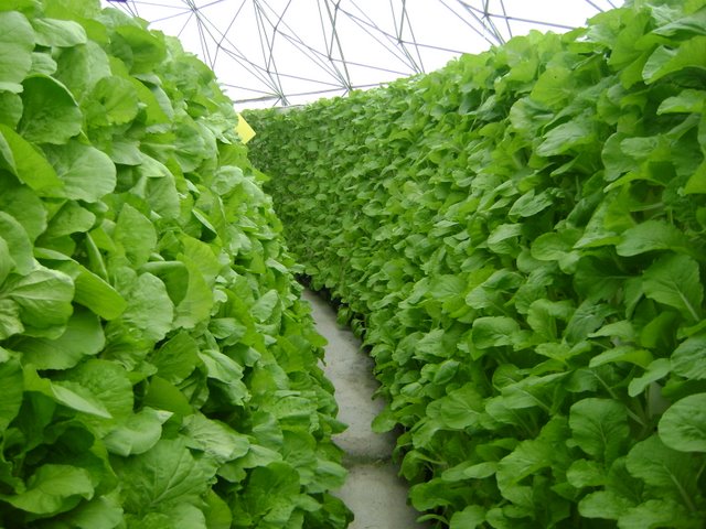 快菜种植方法及施肥(快菜种植方法及施肥时间)