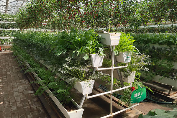 温室无土栽培蔬菜(温室蔬菜无土栽培管理实践报告)