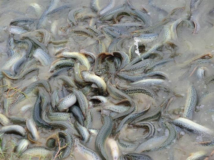 土泥鳅养殖技术(土泥鳅的功效与作用)