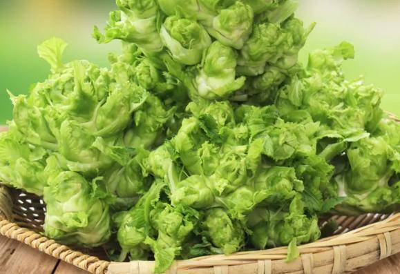 白露节气种什么蔬菜(白露节气什么农作物最多)