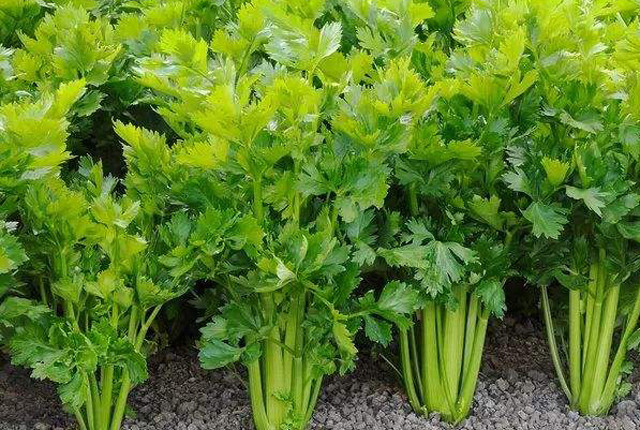 白露节气种什么蔬菜(白露节气什么农作物最多)