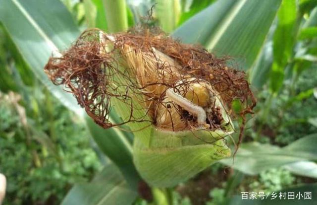 玉米钻心虫又叫啥(玉米钻心虫成虫图片 成虫)