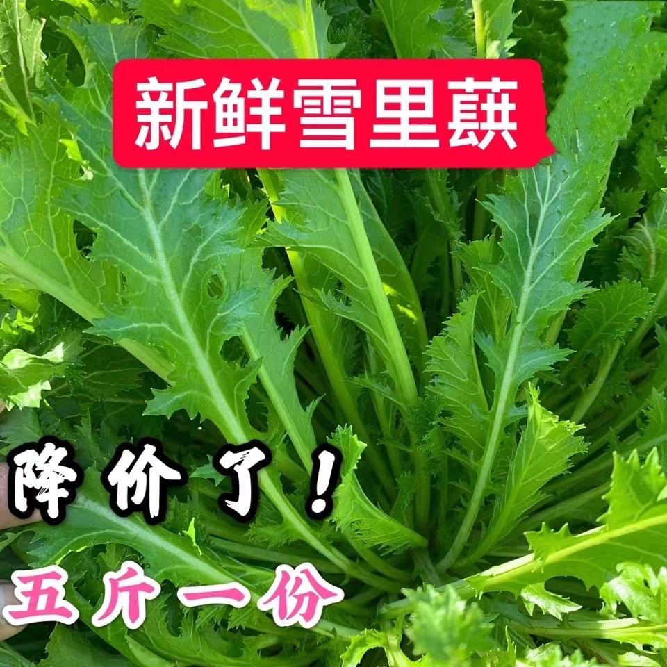 细叶九头芥菜图片(细叶九头芥菜什么时候种)