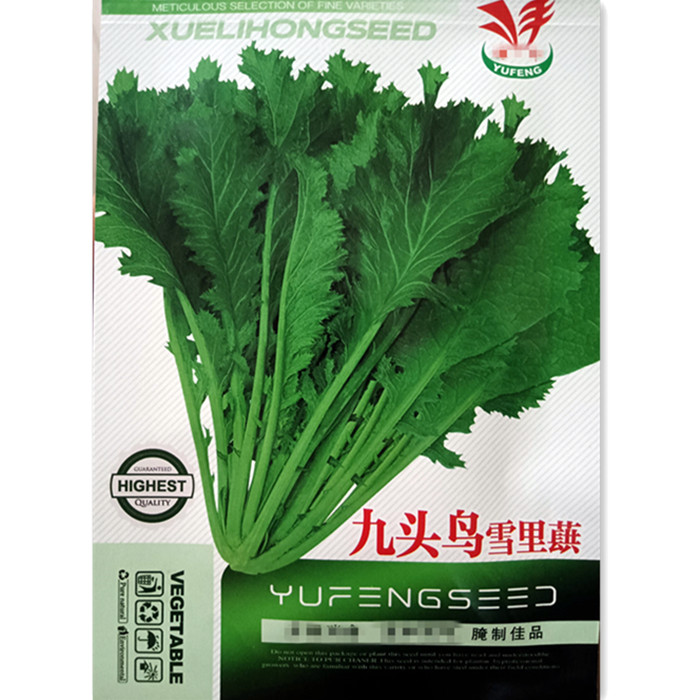 细叶九头芥菜图片(细叶九头芥菜什么时候种)
