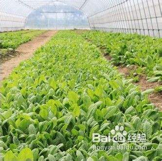 种植菠菜方法(种植菠菜方法视频教程)
