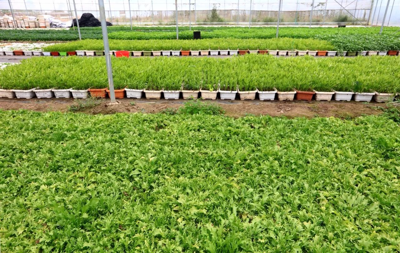 有机蔬菜怎样种植(有机蔬菜种植需要什么条件)
