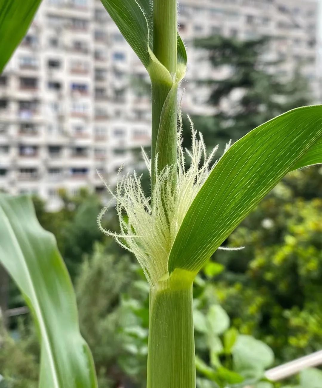 阳台种玉米(阳台种玉米的土要多厚才好)