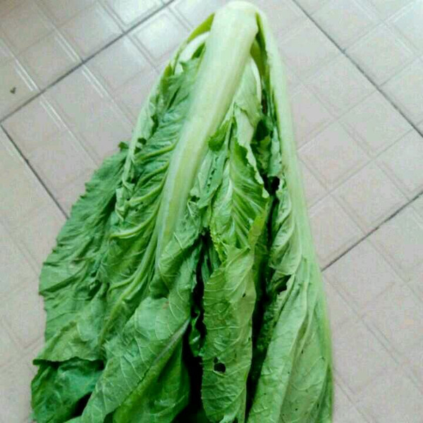 苏州芥菜(苏州芥菜哪里有卖的)