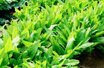 莴苣的种植方法和管理(莴苣的种植方法和管理技术)