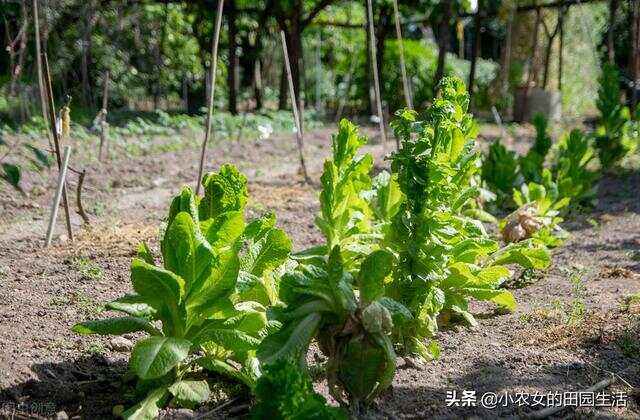 莴苣的种植方法和管理(莴苣的种植方法和管理技术)