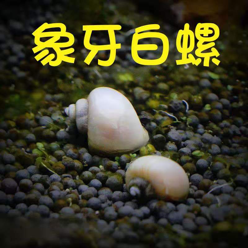 能繁殖的观赏螺(观赏螺产卵后怎么繁殖)