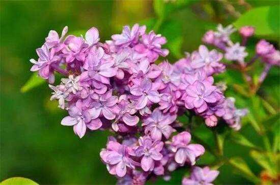 丁香花什么季节种植好(丁香花什么季节种植好活)