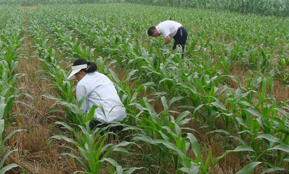 夏玉米施肥方案(玉米怎样施肥最正确底肥)