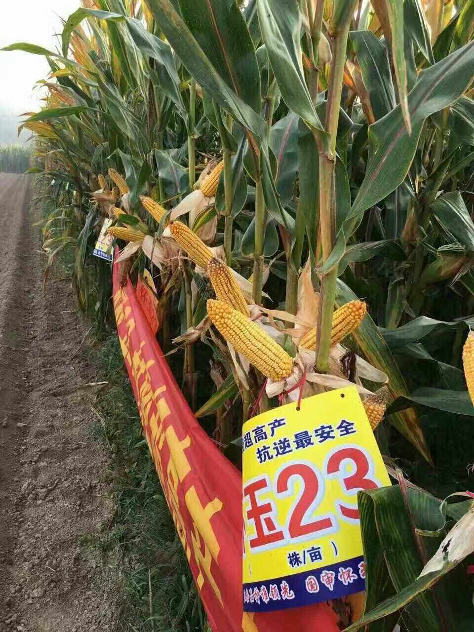 华农866玉米种价格(华农887玉米种子价格)
