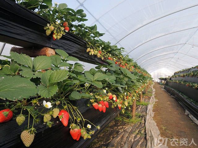 草莓适合露天种植吗(草莓露天种植春季管理)