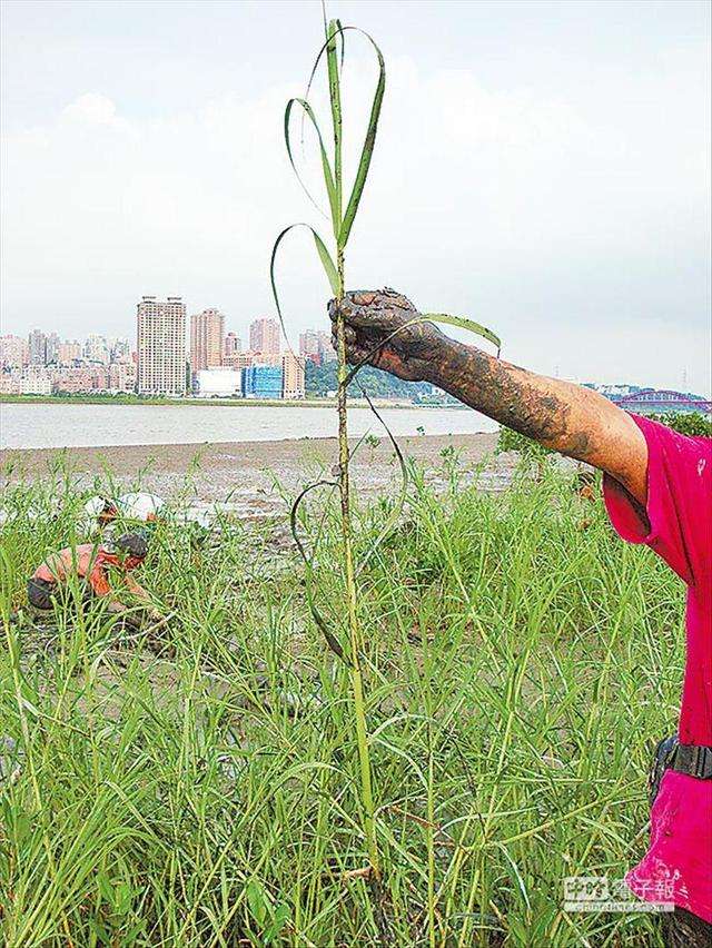 东二浅米草(浅米草2号效果怎么样)