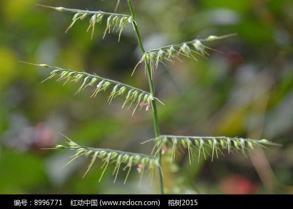 东二浅米草(浅米草2号效果怎么样)