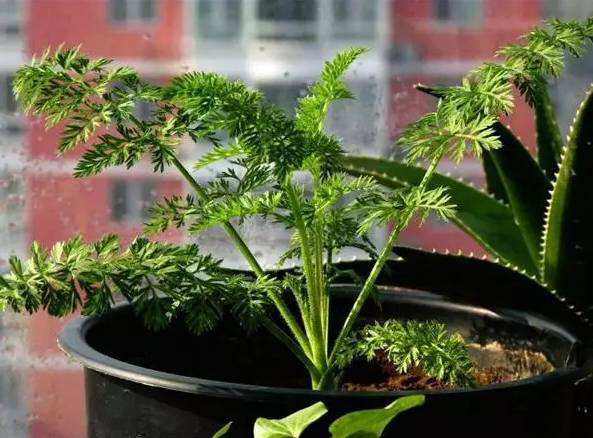 葫萝卜种植怎么种(葫萝卜栽培技术要点)