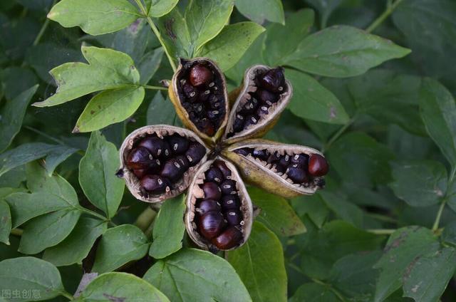牡丹花籽的种法(牡丹花花籽怎么种)