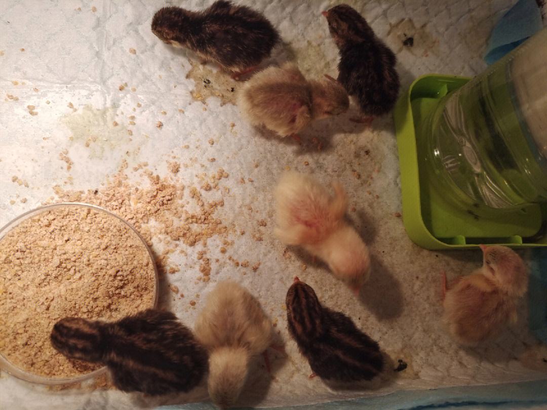 芦丁鸡要怎么养(芦丁鸡要怎么养芦丁鸡会游泳吗)