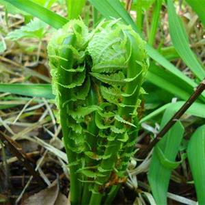 山野菜黄瓜香种植(野菜黄瓜香栽培技术)