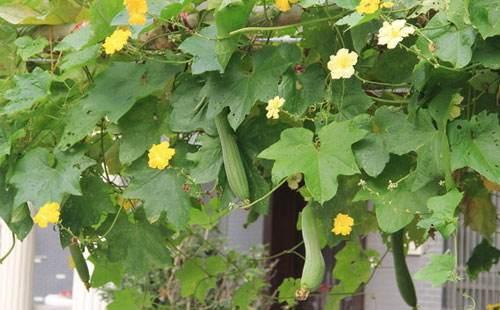 菜园子杀虫用什么(菜园有虫喷用什么农药)