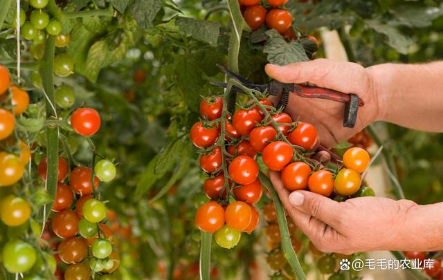 水果西红柿栽培方法(水果西红柿怎么种植方法)
