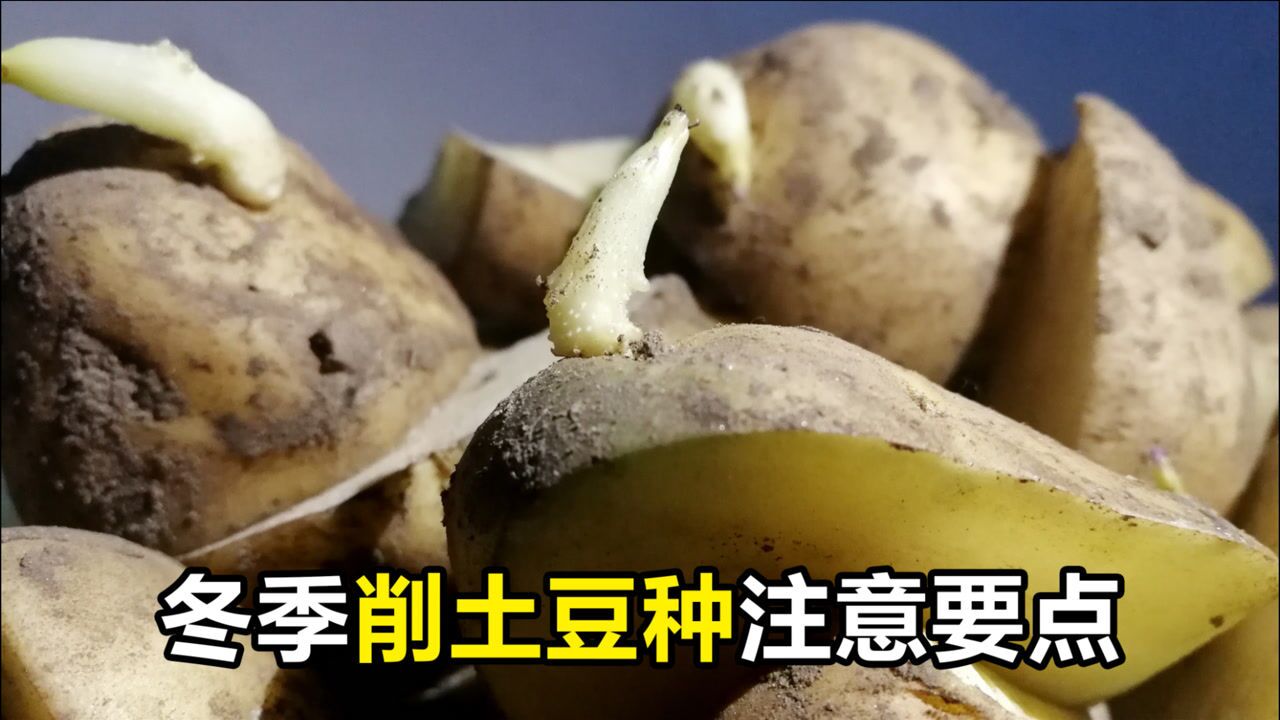 咋种土豆的方法和视频(土豆的种植方法和管理技术视频)