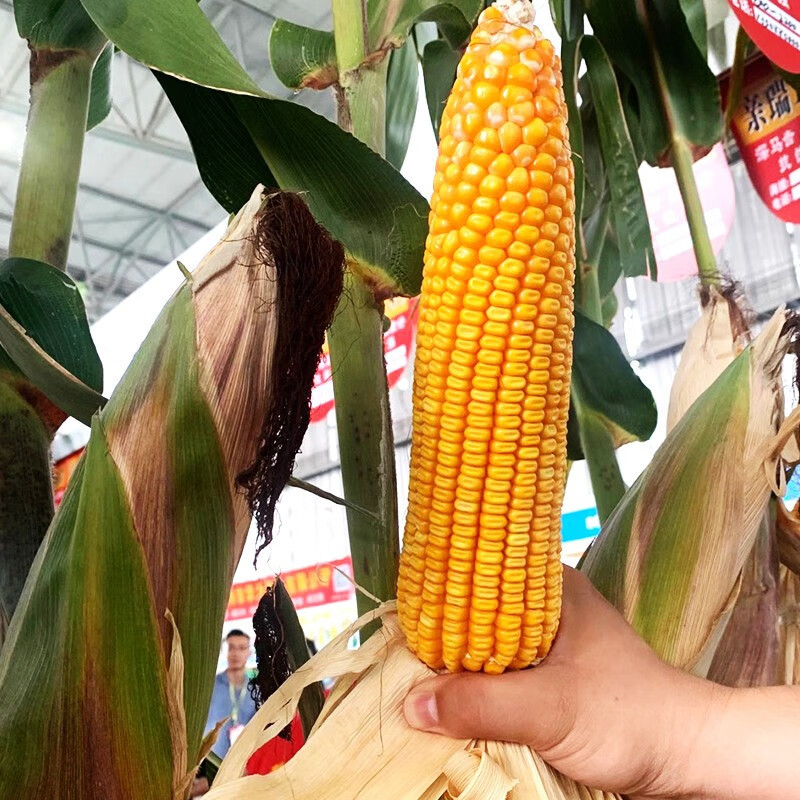 爆米花玉米种植(靠谱玉米种子批发)