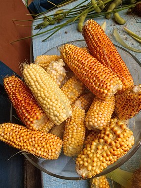 爆米花玉米种植(靠谱玉米种子批发)
