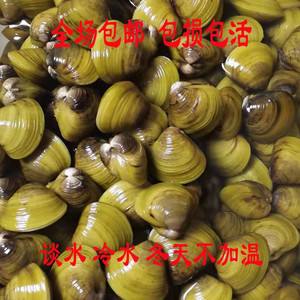 蚬子是怎么繁殖的(蚬子是怎么繁殖的视频)