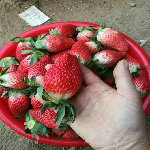 广西适合种什么草莓(广西适合种植什么草及图片)