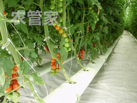 番茄的无土栽培技术(番茄无土栽培技术,从育苗到管理)